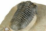 Morocconites Trilobite Fossil - Top Quality Specimen #339397-5